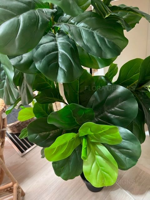 Fiddle Leaf Tree 175cm