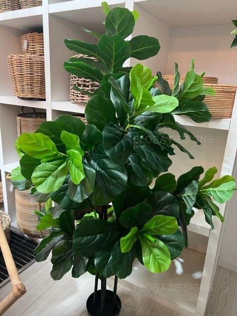 Fiddle Leaf Tree 175cm