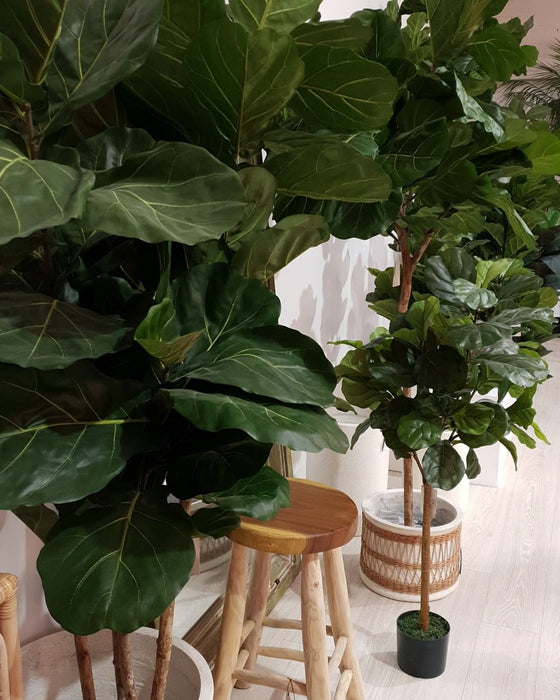 Fiddle Leaf Tree 190cm