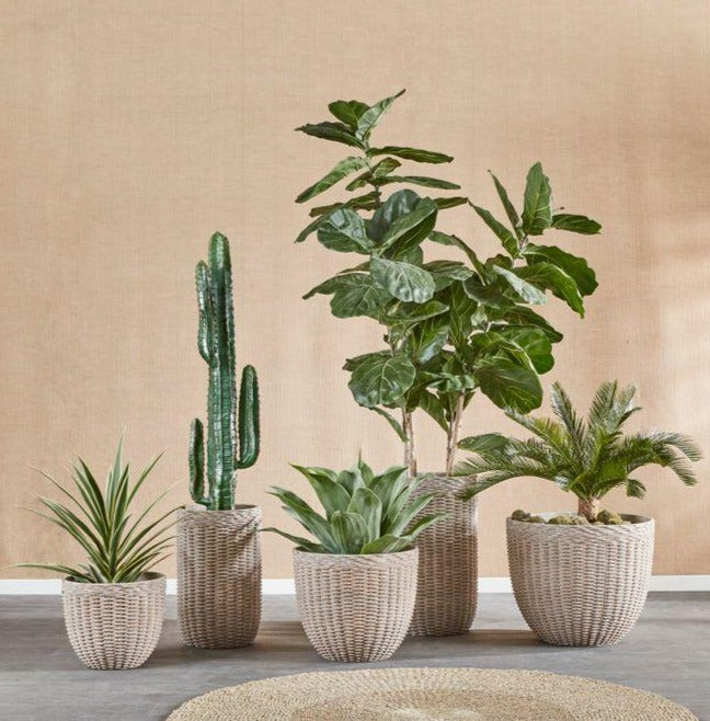 Fiddle Leaf Tree 190cm