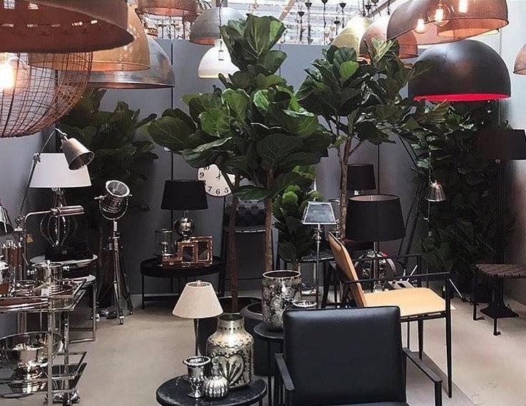 Fiddle Leaf Fig Tree One Stem 200cm