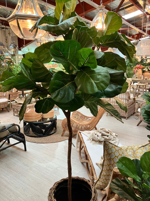 Fiddle Leaf Tree 215cm