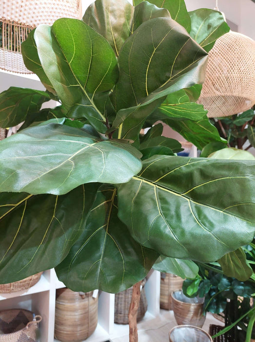 Fiddle Leaf Tree 215cm