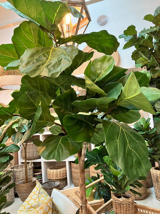 Fiddle Leaf Tree 215cm
