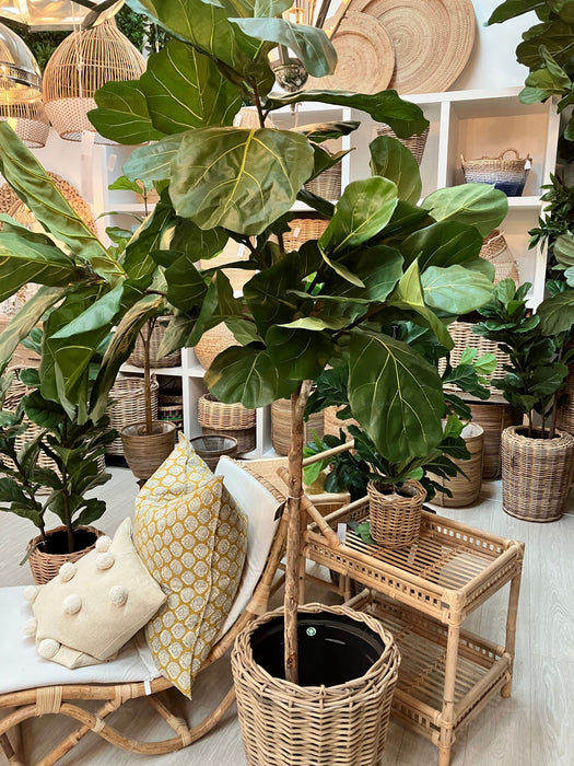 Fiddle Leaf Tree 215cm