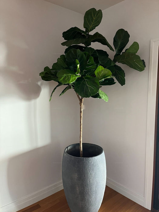 Fiddle Leaf Tree 215cm