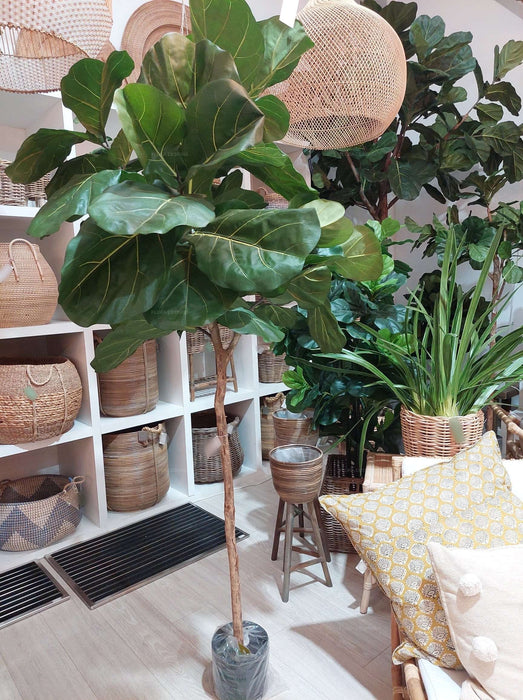 Fiddle Leaf Tree 215cm
