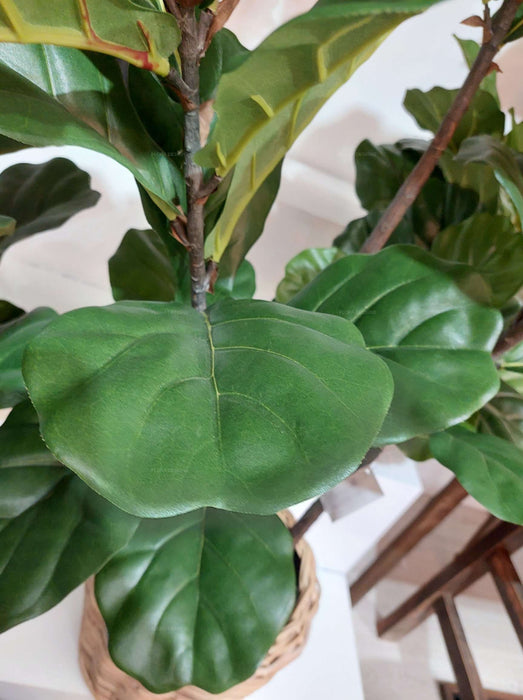 Fiddle Leaf Tree 3 Stems 168cm