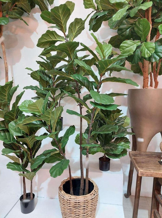 Fiddle Leaf Tree 3 Stems 168cm