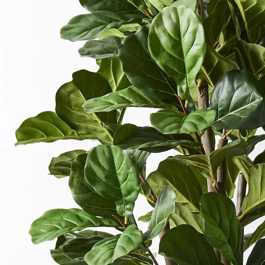 Fiddle Leaf Tree Green 153cm Pack of 2