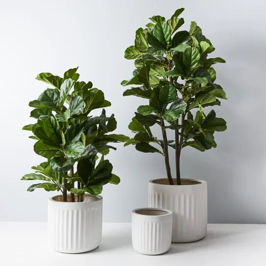 Fiddle Leaf Tree Green 153cm Pack of 2