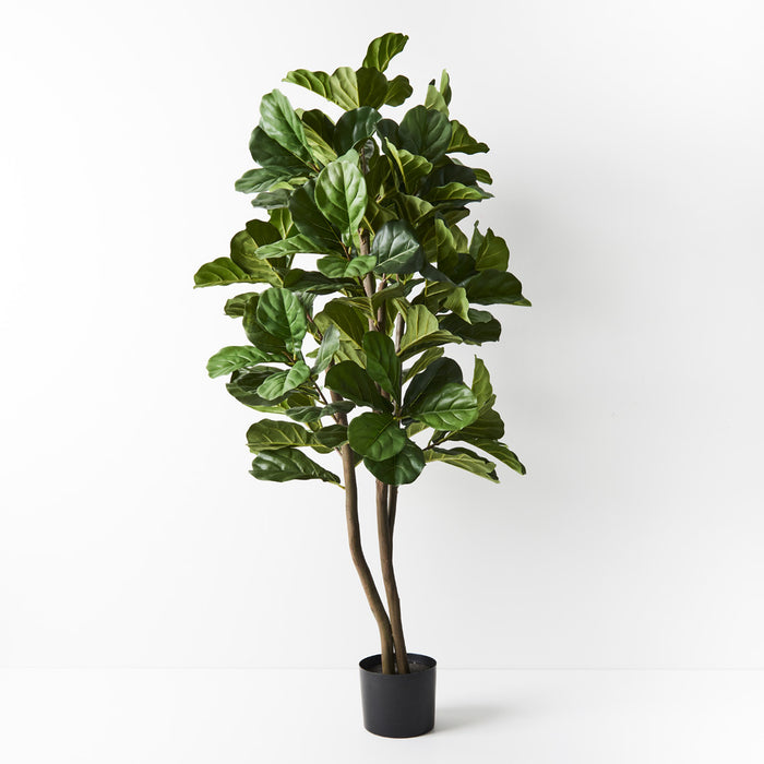 Fiddle Leaf Tree Green 153cm Pack of 2