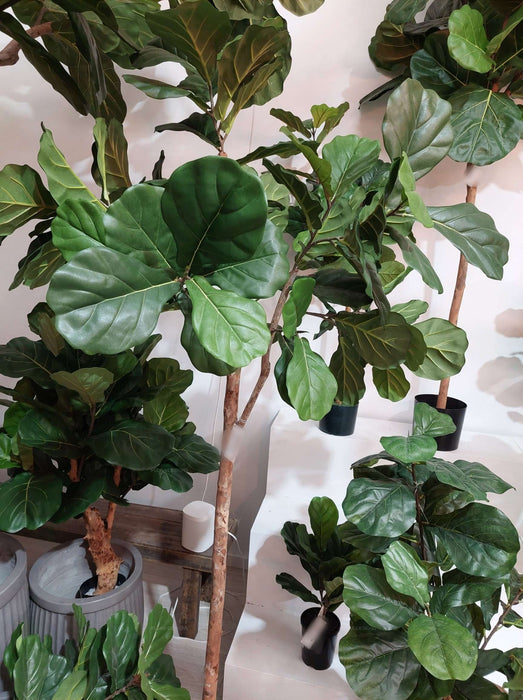 Fiddle Leaf Fig Tree One Stem 200cm