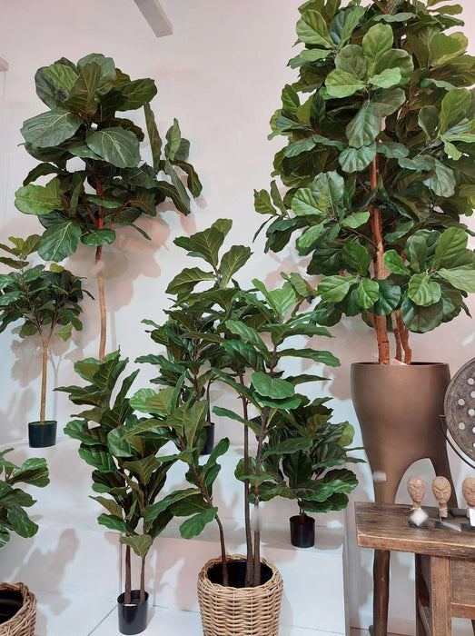 Fiddle Leaf Tree 215cm