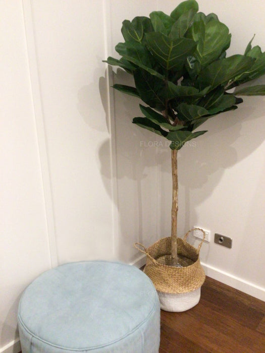 Fiddle Leaf Tree 150cm