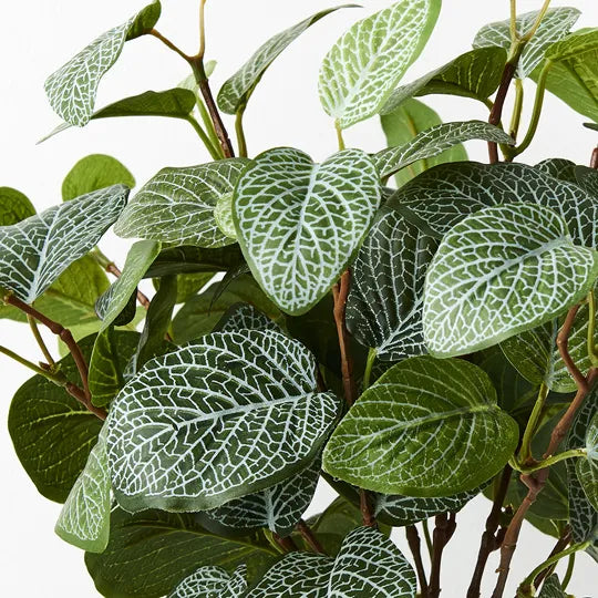 Fittonia Bush Green 38cm Pack of 12