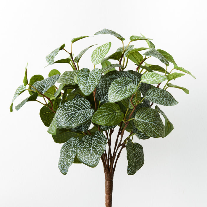 Fittonia Bush Green 38cm Pack of 12