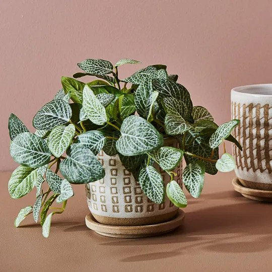 Fittonia Hanging Bush in Pot Green 30cm Pack of 6