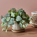 Fittonia Hanging Bush in Pot Green 30cm Pack of 6