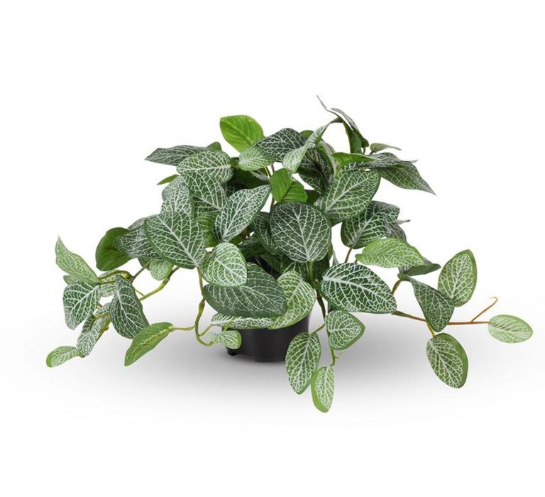 Fittonia Hanging Bush in Pot Green 30cm Pack of 6