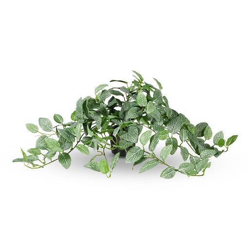 Fittonia Hanging Bush in Pot Green 52cm Pack of 4