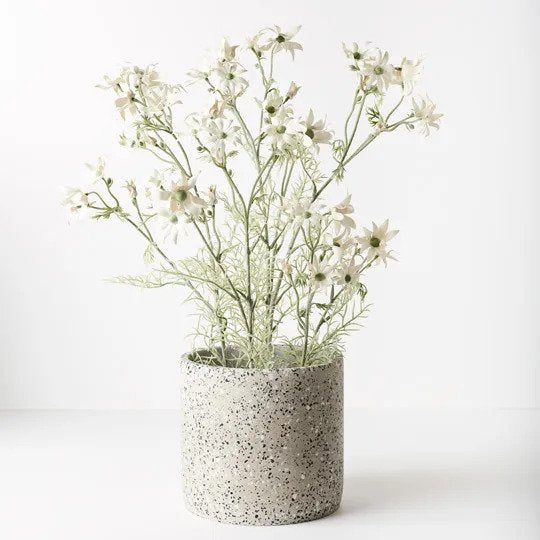 Flannel Flower Plant Cream Green 70cm Pack of 2