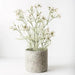 Flannel Flower Plant Cream Green 70cm Pack of 2