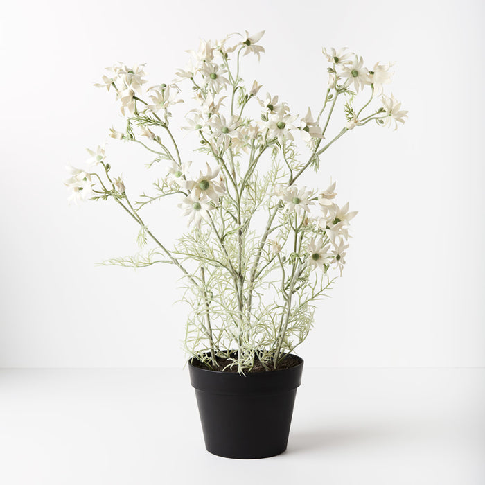 Flannel Flower Plant Cream Green 70cm Pack of 2