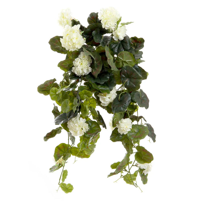 Geranium Cream Bush Trail Hanging with Leaves 60cm Pack of 6