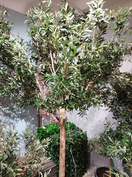 Giant Olive Tree 230cm
