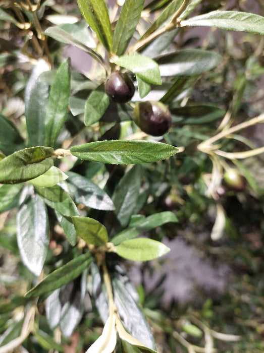Giant Olive Tree 230cm