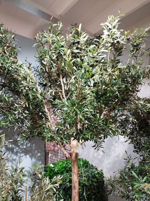 Giant Olive Tree 230cm
