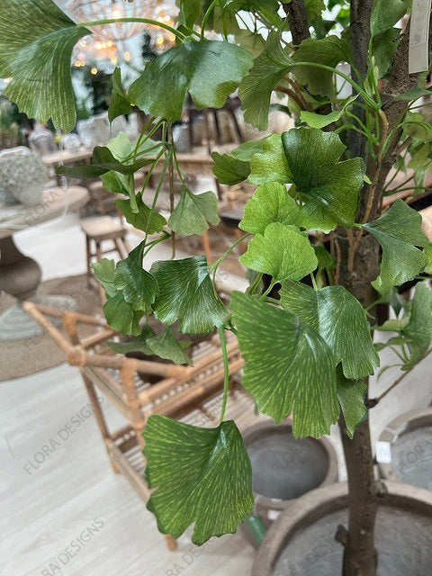 Ginkgo Tree Potted 240cm