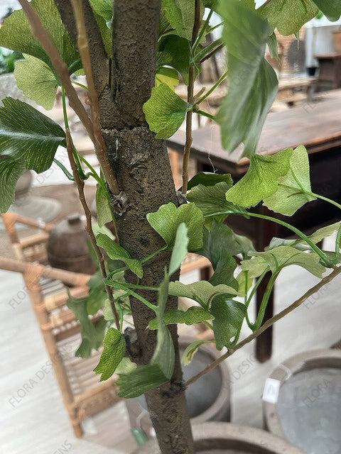 Ginkgo Tree Potted 240cm