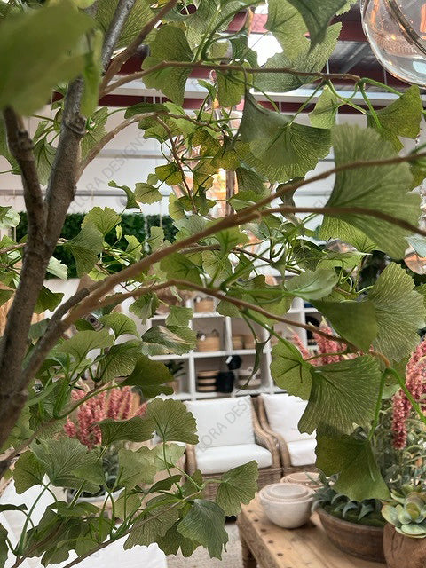 Ginkgo Tree Potted 240cm
