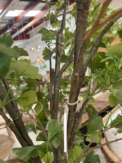 Ginkgo Tree Potted 240cm