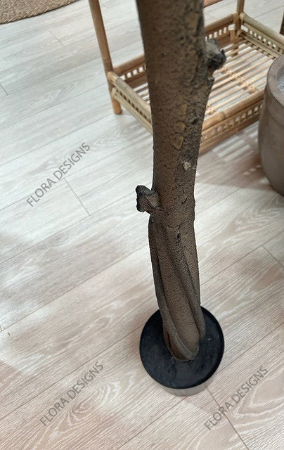 Ginkgo Tree Potted 240cm