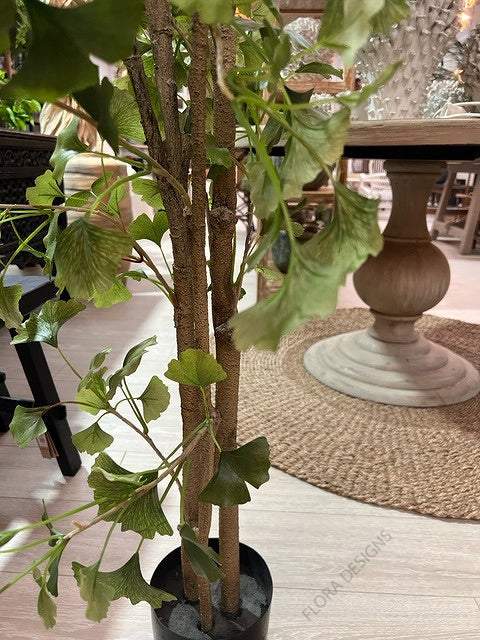 Ginkgo Tree Potted 180cm