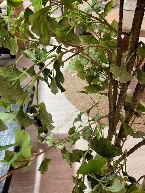 Ginkgo Tree Potted 180cm