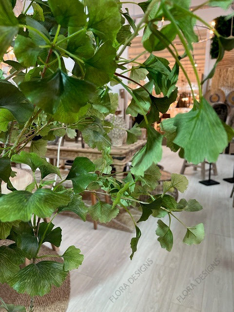 Ginkgo Tree Potted 180cm