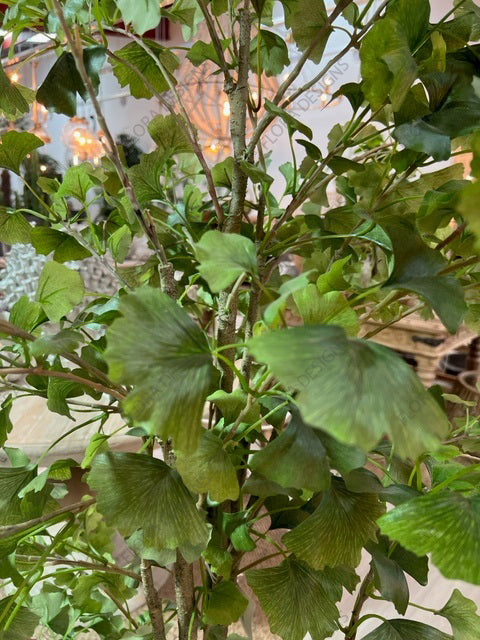 Ginkgo Tree Potted 180cm