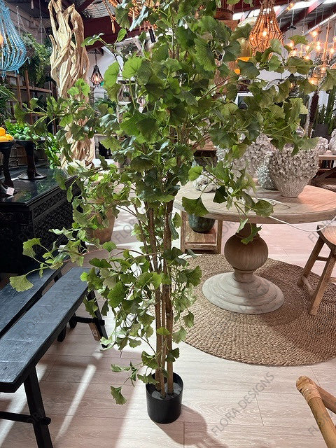 Ginkgo Tree Potted 180cm
