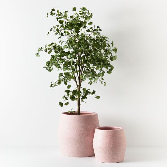 Ginkgo Tree Green 213cm Pack of 2