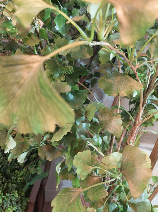 Ginkgo Tree Potted 180cm
