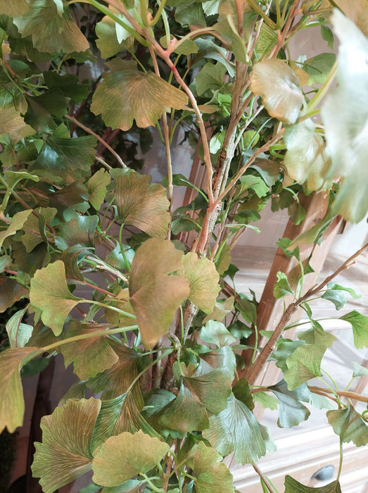 Ginkgo Tree Potted 180cm