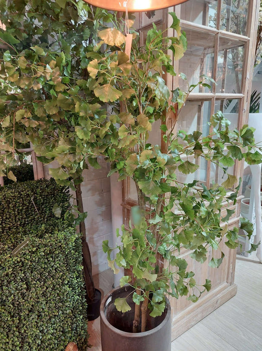 Ginkgo Tree Potted 180cm