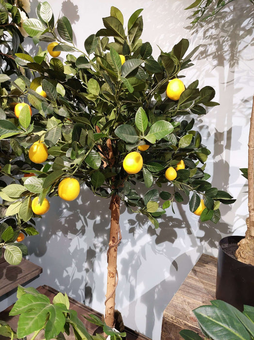 Golden Lemon Tree 90cm