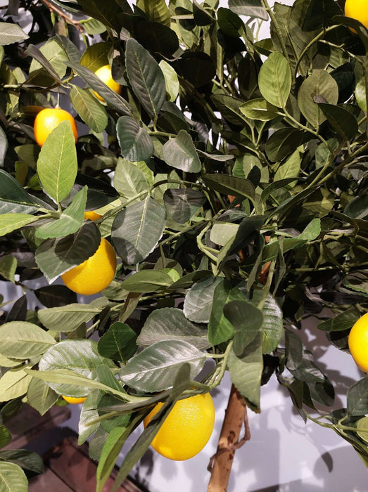 Golden Lemon Tree 90cm