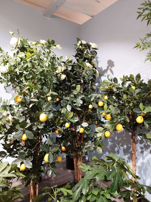Lemon Tree 115cm