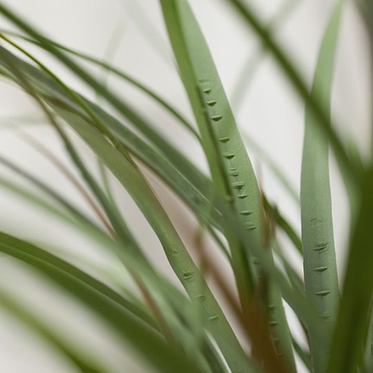 Grass Plant Grey Green 59cm Pack of 2